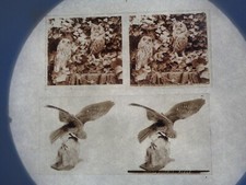 Tassidermia / Lotto Di 10