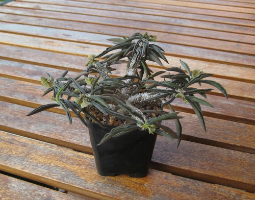 Euphorbia cylindrifolia hybrid
