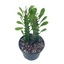 Original African Milk Tree