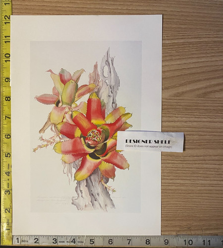 Neoregelia eleutheropetala - neoregelia,