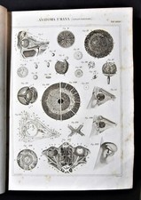 Stampa antica nomenclatura - Medicina Anatomia Umana Fisiologia - Splancnologia