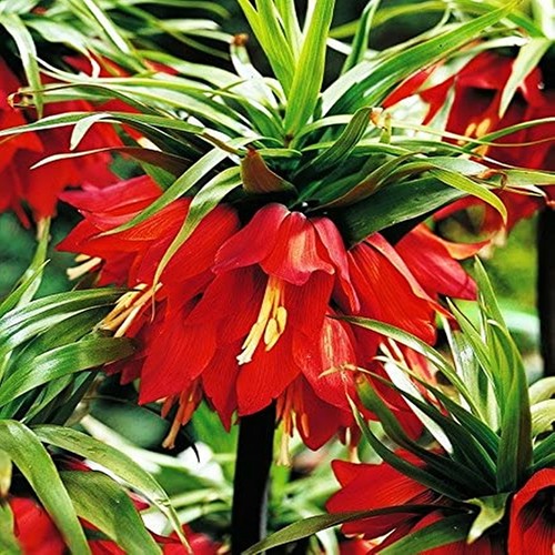 Bulbi fiori cipolle - cipolle,