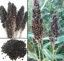 100 Semi Sorgo Nero Sorghum Bicolor Black Saggina Great Millet seeds