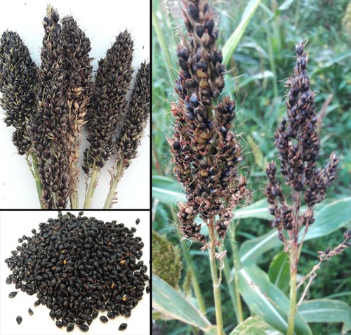 100 semi sorgo nero - sorgo,