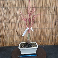 Bonsai di Acero Sangokaku h