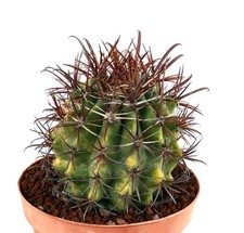 Ferocactus peninsulae subs