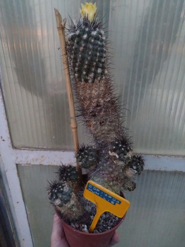Copiapoa humilis cm - h, old