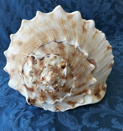 Conchiglia shell cassis - shell,