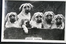 MASTIFF PUPPIES  Vintage 1939