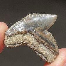 TOP QUALITY DENTE DI SQUALO