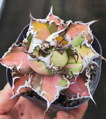 Rara pianta cactus agave - rara, di