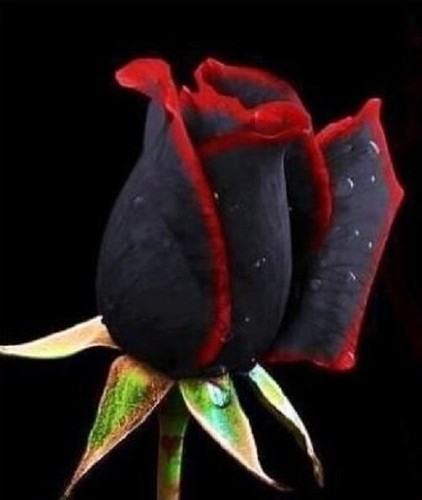 Semillas rosa negra rojo - negra,
