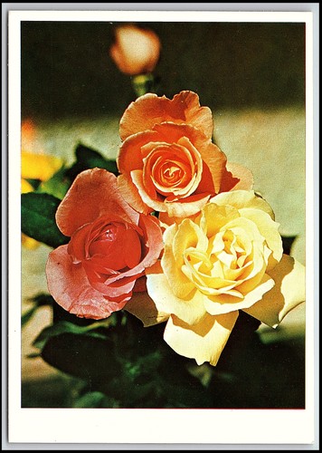 Cartolina epoca roses trio - cartolina, d'epoca