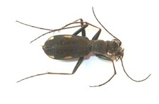 COLEOPTERA, CICINDELINAE