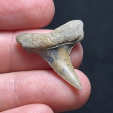 Dente di squalo fossile Mako
