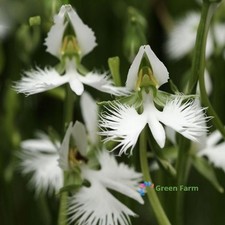 200 semi orchidea bianca rara