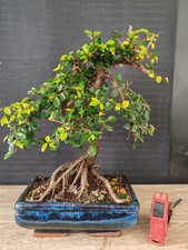 bonsai  olmo cinese   h 36 cm