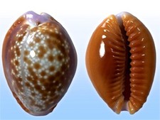 Cypraea helvola argella, Diego Suarez, Madagascar, 25,9 mm, BIG SIZE