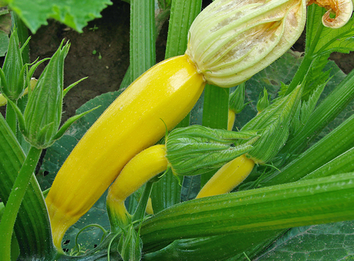 Zucchine golden yellow - golden,