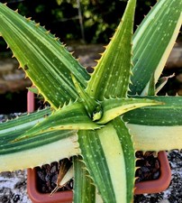 Aloe saponaria variegata - aloe,