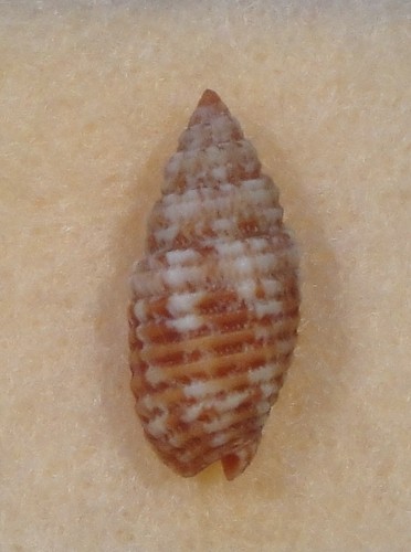 Mitra scabricola eximia mm - mitra,