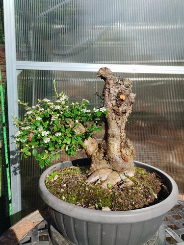 Bonsai cotoneaster shohin - di,