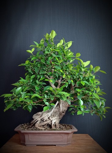 Ficus - , retusa)