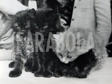 Foto vintage Francia, Quattro gatti persiani, 1971, stampa 24x18 cm
