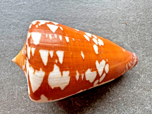 Conus thailandis darioconus - /,