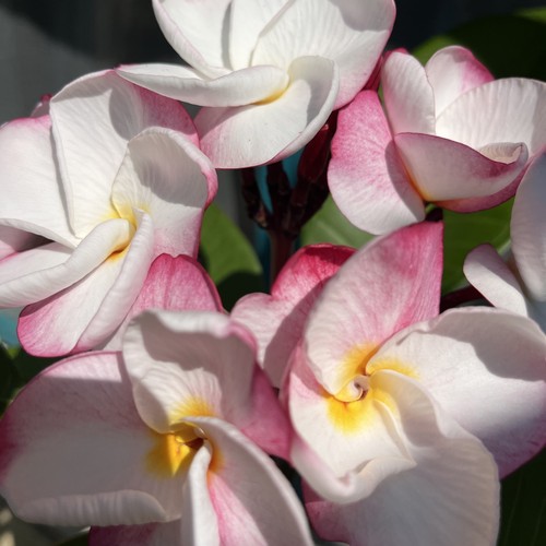 Frangipane plumeria pianta - frangipane, o