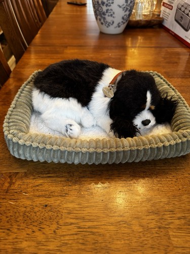 Perfetto petzzz pet cavalier - perfetto,