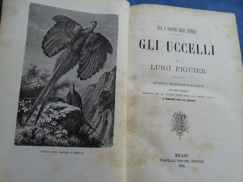 Figuier-Gli