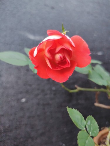 Bonsai shohin rosa canina - shohin, di