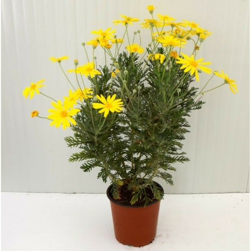 Piante euryops - 2,