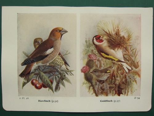Stampa uccelli vintage - di, ~