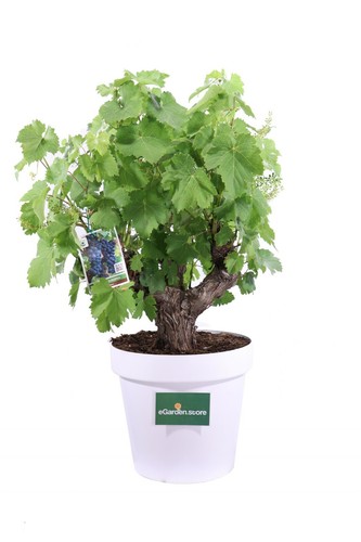 Bonsai vitis vinifera - bonsai, di
