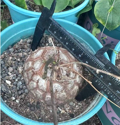 Dioscorea elefantipes caudex - dioscorea,