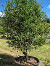 Limone caviale verde "Citrus