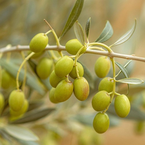 Pianta ulivo cima melfi - di,