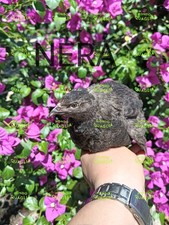 uova feconde quaglia Jumbo