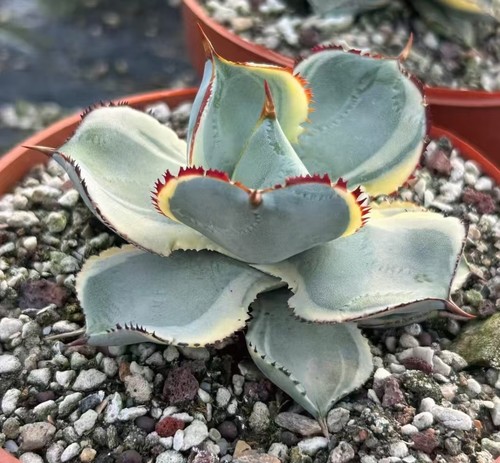 Rara pianta cactus agave - pianta,