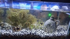 JAVA MOSS LIVE ACQUATIC pianta