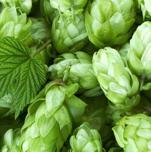 Luppolo per birra humulus - birra,