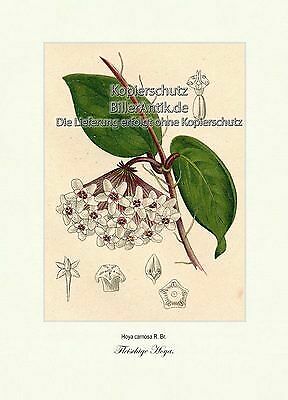 Piante seta carnose - di,
