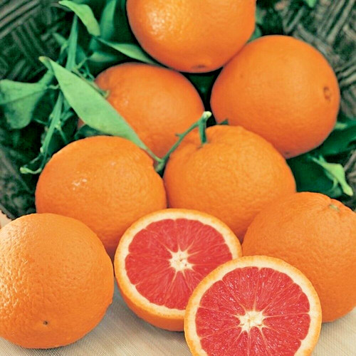 Cara arancio innestato - cara,