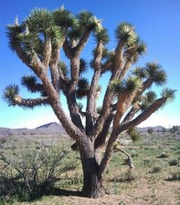 Yucca brevifolia, Palma da