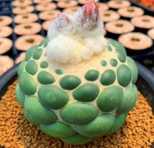 Cm coryphantha - 1-5,