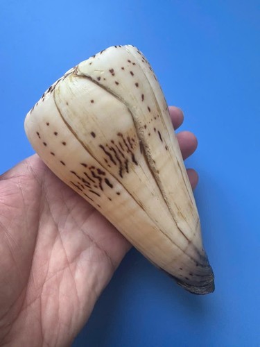 136 conus moncuri - mm, |