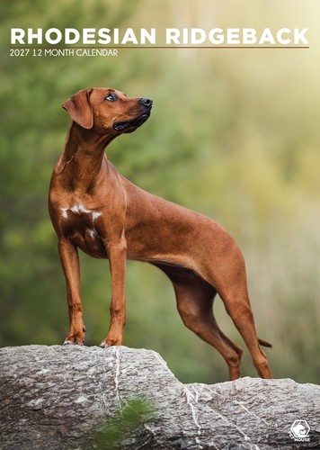 Rhodesian ridgeback 2027 - 2027, |
