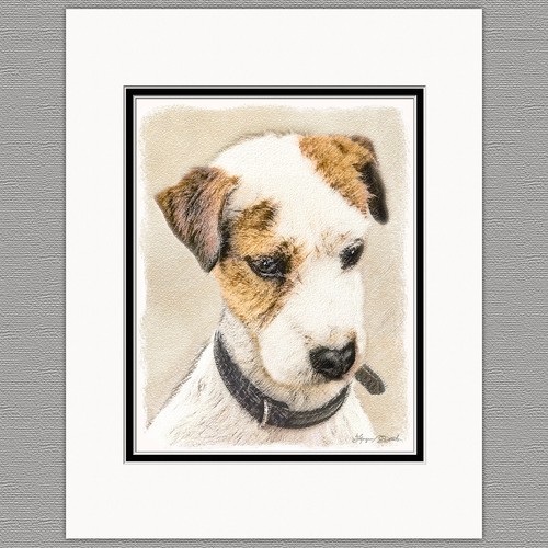 Parson jack russell terrier - parson,